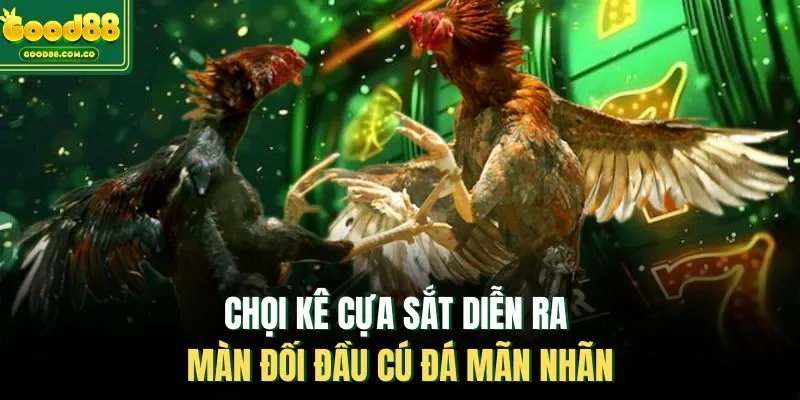 Chọi kê cựa sắt diễn ra màn đối đầu cú đá mãn nhãn