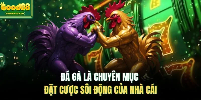 Đá gà là chuyên mục đặt cược sôi động của nhà cái