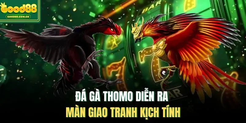 Đá gà Thomo diễn ra màn giao tranh kịch tính