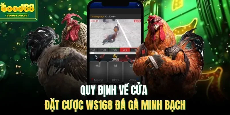 Quy định về cửa đặt cược WS168 đá gà minh bạch